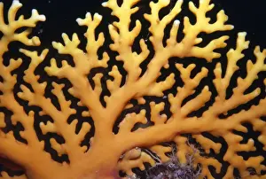 Marine Prints: Lace / Stinging Hydroid Coral - dangerous Indo Pacific