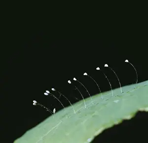 Lacewing Eggs Fam: Chrysopidae