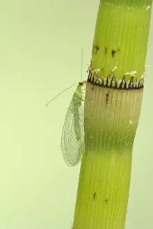 Lacewing - On Horsetail Stem Chrysoperla carnea Essex, UK IN000420