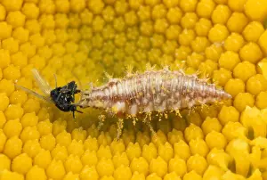 Larva Prints: Lacewing Larva - feeding on fly prey - UK