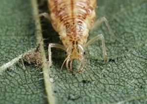 Images Dated 17th May 2005: Lacewing Larva - piercing mouthparts UK