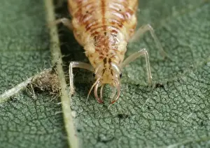 Lacewing Prints: Lacewing Larva - piercing mouthparts UK