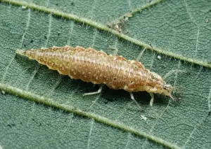 Larvae Prints: Lacewing Larva UK
