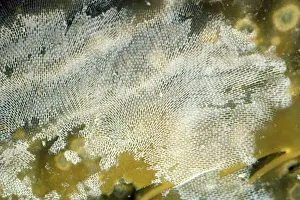 Lacy-Crust Bryozoan / Sea Mat (Bryozoa) - on kelp. Alaska to Mexico & UK Marine