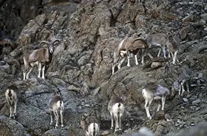 Ladakh Urial Sheep Ladakh India