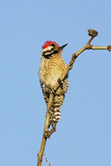 Images Dated 25th February 2007: Ladder-backed Woodpecker