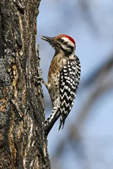 Ladder-backed Woodpecker