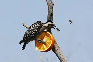 Ladder-backed Woodpecker