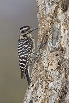 Images Dated 21st March 2010: Ladder-backed Woodpecker - female