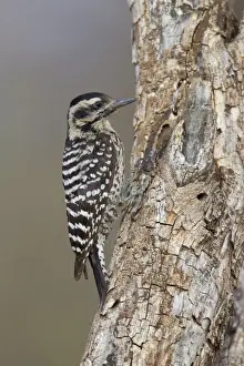 Ladder-backed Woodpecker - female - March - Arizona - USA