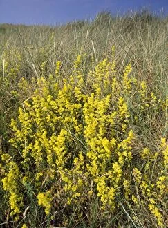 Images Dated 21st December 2006: Ladies Bedstraw - on dunes Sizewell, Suffolk, UK