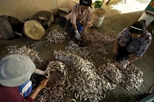 Ladies Fish processing - Fish processing for pla