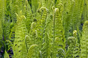Fern Prints: Lady fern - a dominant plant in the understory of the taiga - New York