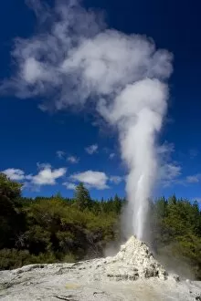 Images Dated 10th March 2008: Lady Knox Geyser - erupting Geyser spewing water and steam in the blue sky