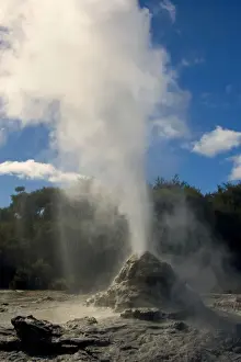 Lady Knox Geyser erupting Geyser spewing water and steam in the blue sky Waiotapu Thermal Area, Rotorua, North Island, New Zealand