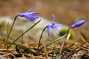 Lochs Prints: Lady Loch's Glory of the snows - endemic bulb in the Troodos Mountains