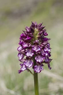 Images Dated 29th May 2012: Lady Orchid