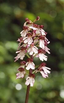Images Dated 7th March 2012: Lady Orchid