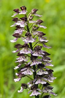 Images Dated 6th June 2012: Lady orchid - Flower head - close up