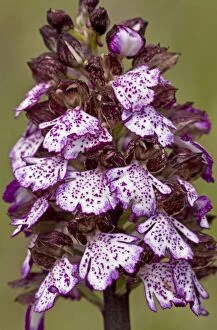Lady Orchid in flower, Italy