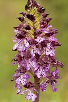 Images Dated 28th April 2011: Lady Orchid - in flower, after rain