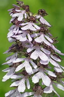 Lady Orchid - Flowers Germany (Orchis purpurea)