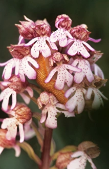 Images Dated 1st June 2009: Lady orchid - France