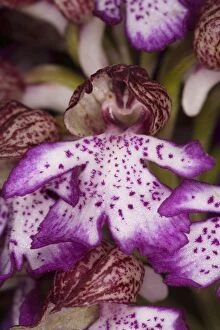 Images Dated 7th May 2007: Lady orchid (Orchis purpurea) in flower. Very rare in UK