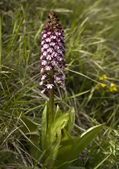 Lady orchid. Very rare in UK