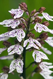 Images Dated 9th August 2020: Lady Orchid, white flowering version, close - up detailed study of flowers, showing &