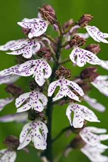 Lady Orchid, white flowering version, close - up detailed study of flowers, showing &,x2018;bonnets&,x2019;, Hessen Lady Orchid, white flowering version, close - up detailed study of flowers, showing &,x2018;bonnets&,x2019;, Hessen