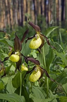 Lady Slipper Orchid - flowering wild - plants