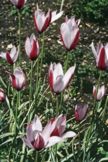 Images Dated 30th September 2009: Lady Tulip APP 381 Tulipa clusiana © Allen Paterson / ARDEA LONDON