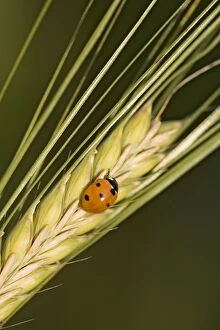 Images Dated 16th July 2005: Ladybird - On barley seed head Norfolk UK