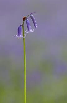 Images Dated 4th May 2014: Ladybird on Bluebell (Hyacinthoides non-scripta)