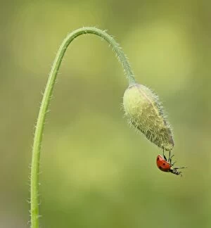 Ladybird dangling from Poppy (Papaver rhoeas) flower