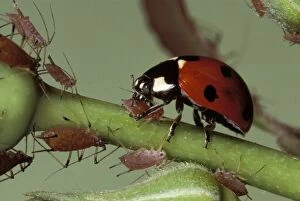 Ladybird - feeding on Aphids