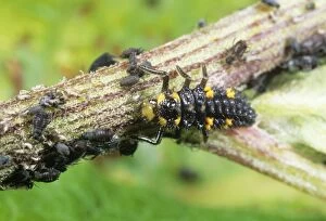 Images Dated 24th February 2006: Ladybird Larvae - feeding on aphids UK