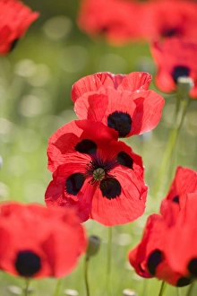 Images Dated 16th June 2006: Ladybird Poppies NON EXCLUSIVE USE ONLY