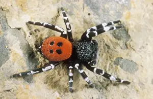 Ladybird Spider USH 326 Male Eresus niger © Duncan Usher / ardea. com