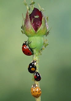 Images Dated 13th May 2008: Ladybird - various species with Green Aphids