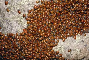 Ladybirds - congregating on a rock. Arizona, USA