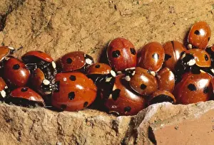Ladybirds - hibernating UK
