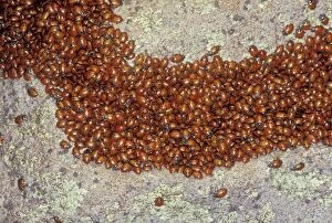 Images Dated 4th November 2008: Ladybug - Congregating on a rock - Arizona - USA