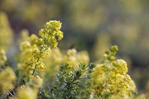 Images Dated 11th July 2011: Lady's Bedstraw in flower- Cornwall - UK