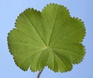 Images Dated 3rd May 2010: Lady's Mantle - unfolded leaf