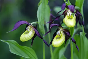 Lateinisch Prints: Lady's Slipper Orchid, Hessen, Germany