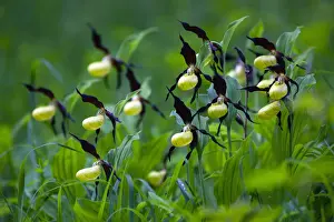 Lady's Slipper Orchid, Hessen, Germany
