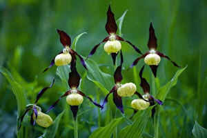 Images Dated 10th August 2020: Lady's Slipper Orchid, Hessen, Germany Date: 26-May-15