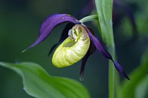 Lateinisch Prints: Lady's Slipper Orchid, portrait of blossom, Hessen, Germany